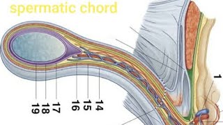 Spermatic Chord By dr Oscar [upl. by Jacques874]