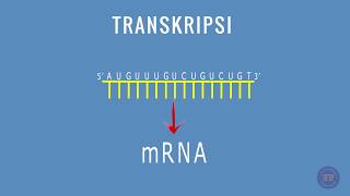 SINTESIS PROTEIN  TRANSKRIPSI [upl. by Dutch272]