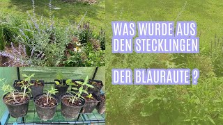 Blauraute  Perovskia Was wurde aus den Stecklingen [upl. by Marchak736]