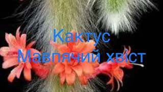 Здійснення мрій Сповідь орхоманаplants кактус [upl. by Aniela]