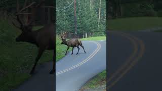 Just another day in Elk Country Benezette PA where these guys have the right of way 😍 [upl. by Bonacci131]