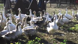 Embden Toulouse amp American Buff Geese [upl. by Joyan]