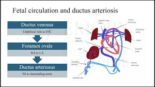 Patent Ductus Arteriosus in Late Pregnancy [upl. by Deehsar]