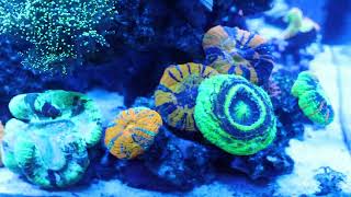 Scolymia Coral Garden Feeding in 4k [upl. by Jesher]