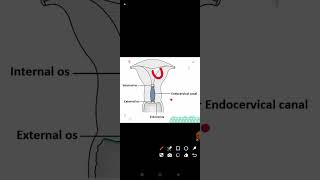 Internal OS Vs External Os OBGGYNECOLOGYNORCET important topicMG NURSING CLASSES [upl. by Milburn]