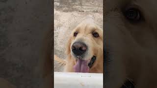 Cão perigoso 🐶🥰🤗 goldenretriever animal pets cachorro golden amordecachorro [upl. by Gad]