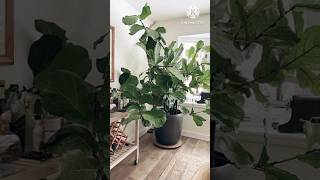 Tall Low Light Indoor Plants To Grow Indoorsplants garden indoorplants summer youtubeshorts [upl. by Noirad]