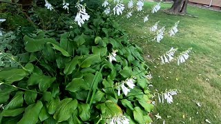 Royal Standard Hosta Plant Care hostas [upl. by Drews]