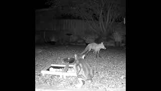 Another fox v cat in the garden Neither of them look very confident here do they 😂 [upl. by Rettig]