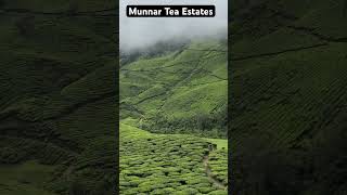 Munnar Tea Estatekeralamunnarteaestatestravelwithchandu [upl. by Enutrof178]