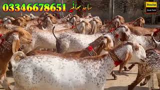 pure makhi cheeni full havey bakryan 03346678651 goat farming in Pakistan bakri farm [upl. by Ybroc]