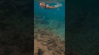 Incredible monk seal footage captured shorts [upl. by Zohar433]