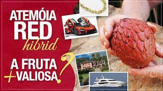 Atemóia Vermelha Red Hybrid A fruta mais valiosa do mundo [upl. by Hsaka]