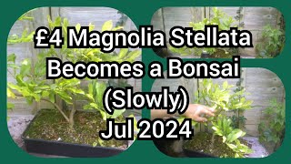 £4 Magnolia Becoming A Bonsai Slowly July 2024 [upl. by Rudolph952]