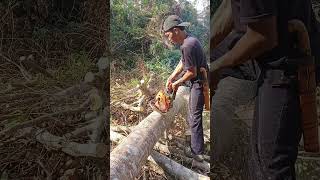 pejuangrupiah operatorchainsaw tetapsemangat [upl. by Wynnie]