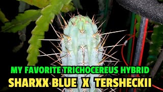 My favorite Trichocereus Hybrid as of now [upl. by Allare]