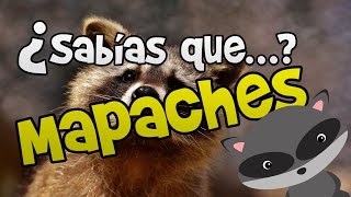 ¿Sabías que Cosas que quizás no sabías de los mapaches  Curiosidades [upl. by Perzan508]