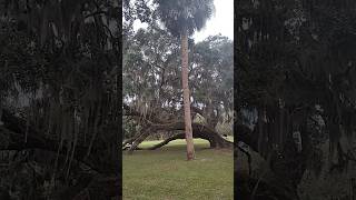 Another beautiful plantation near Beaufort SC beaufortsc plantationsouthcarolina [upl. by Ylrbmik]