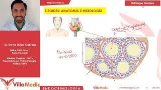 Patología tiroidea parte 1  Endocrinología Villamedic [upl. by Derrek]