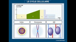 Tout savoir et comprendre sur le cycle cellulaire [upl. by Powell641]