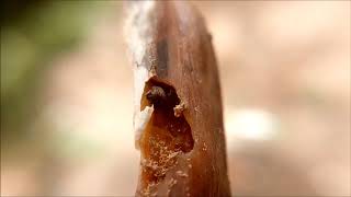 Dermestes lardarius larvae On dried meat [upl. by Crispas]