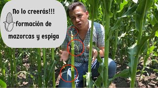 Formación de mazorcas y espigas en el cultivo de maíz Diferenciación etapa v4 a v6 En el campo [upl. by Broeder294]