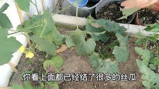 丝瓜如何高产？这样掐几下，丝瓜又粗又直多到摘不完 [upl. by Domel960]