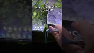 HOW TO Get Rid Of Pest Snails In Your Aquarium 🐌 tips aquarium snail [upl. by Flss538]