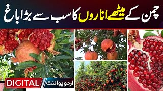 The Biggest Garden Of Sweet Pomegranates In Chamman [upl. by Harwin]