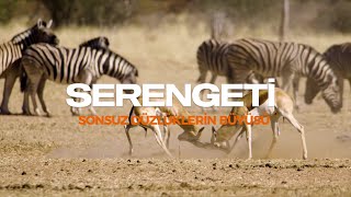 SERENGETÄ° SONSUZ DÃœZLÃœKLERÄ°N BÃœYÃœSÃœ serengeti belgesel [upl. by Ysabel606]