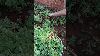 Desi Methi Farming shorts ytshort nature methi farming vegitables howtogrowwintervegetables [upl. by Fonsie497]