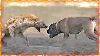 Boerboel VS Hyena [upl. by Lachus]