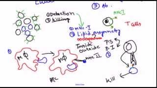 Cancer immunology immune response against cancer [upl. by Fullerton81]