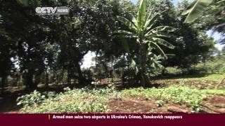 Intensive Agriculture and Agroforestry in Kenya [upl. by Sigler]