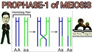 Prophase 1 of meiosis 1 detailed leptotene zygotene pachytene diplotene diakinesis explained [upl. by Nnylsoj704]