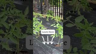 Raised Bed Gardening for Beginners [upl. by Lletnohs]