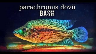 Parachromis Dovii [upl. by Airyt471]