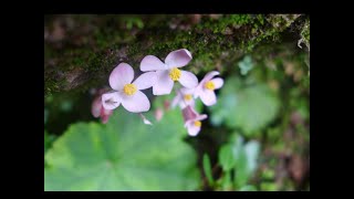 Exploring for Begonias amp Gesneriads in the Wilds of China  Steven Maciejewski [upl. by Lia952]