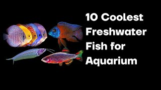 The Top 10 Coolest Freshwater Fish for Aquarium [upl. by Senzer]