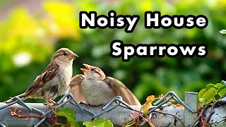 What Does a Sparrow Sound Like  House Sparrow Sounds and Calls  Sound Effects [upl. by Ogden]