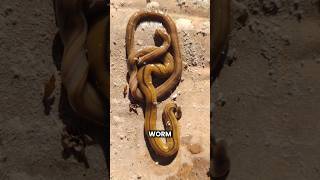 Never cut this worm🪱🔪 shorts youtubeshorts facts amazingfacts [upl. by Biegel203]