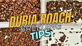 What To Expect When Breeding Dubia Roaches When To Start Feeding From Your ColonyBreeder Tips [upl. by Aicirtak596]