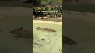 A very long capybara in the pond funny capybara [upl. by Nathanoj]