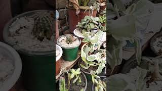 Beautiful Collection of succulent succulent cactus uniquesucculent rarevariety foryou viral [upl. by Forster221]