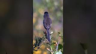 Dartford warbler Curruca undata [upl. by Einal]