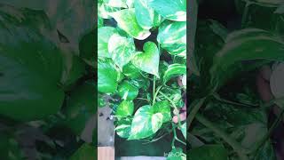 Bigger money plant growthfastgrowing fyp fypシ゚viral nature naturelovers [upl. by Landes]