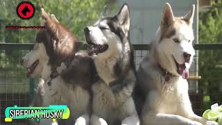 The 10 Best Sled Dog Breeds [upl. by Iz]