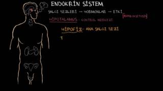 Endokrin Bezi ve Hormonlar Sağlık ve Tıp Endokrin Sistemi [upl. by Htaeh]