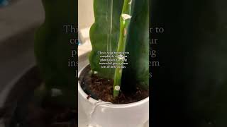 Propagation plants beautiful soillove soilpot soilgrown garden soiltypes farming edit [upl. by Chad456]