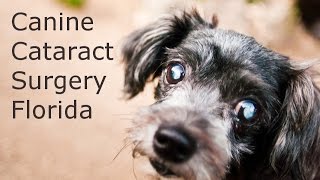 Dog Cataract Surgery Florida  MUST SEE Canine Cataract Video [upl. by Enifesoj]